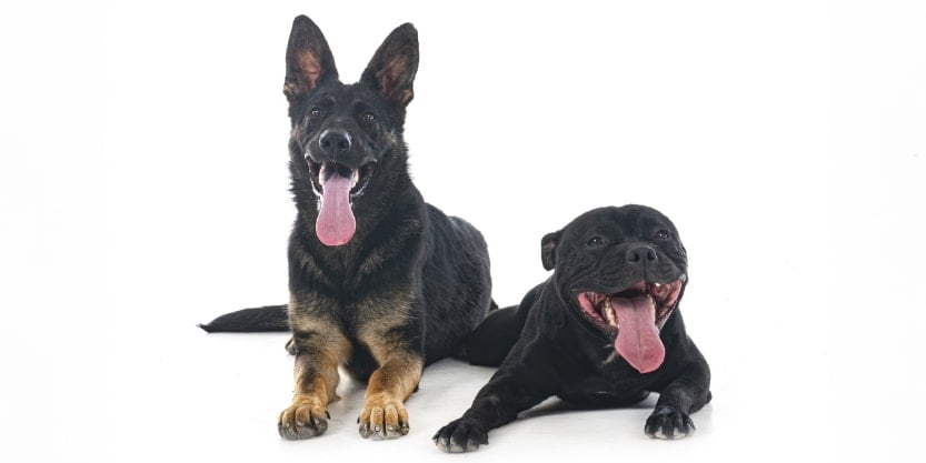 Blog833x417_DogBreeds_1-min