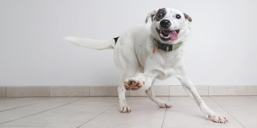 Blog833x417_DogBreeds_4-min