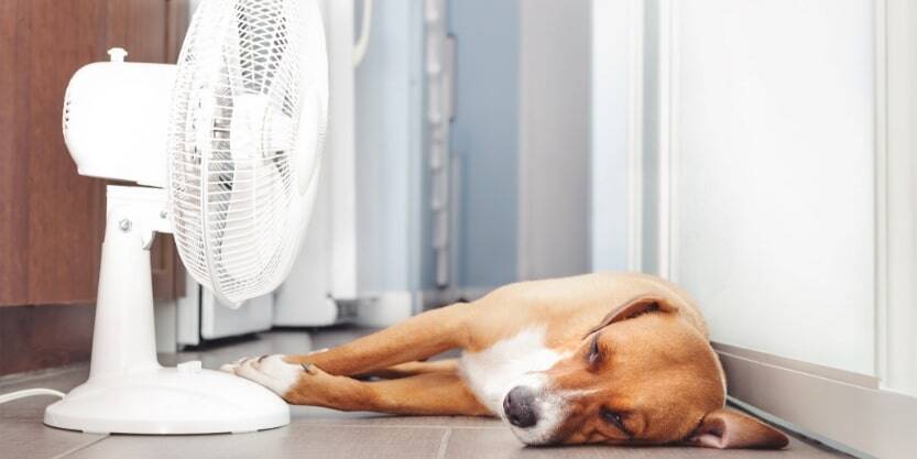 A dog lays in front of a table fan.