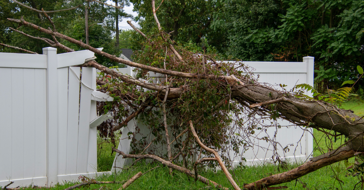 A tree fell on a white fence.