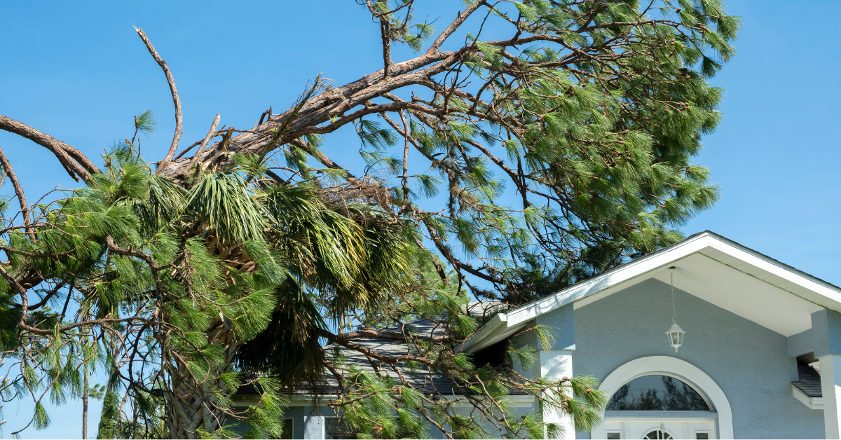 A tree has fallen on the roof of a house.